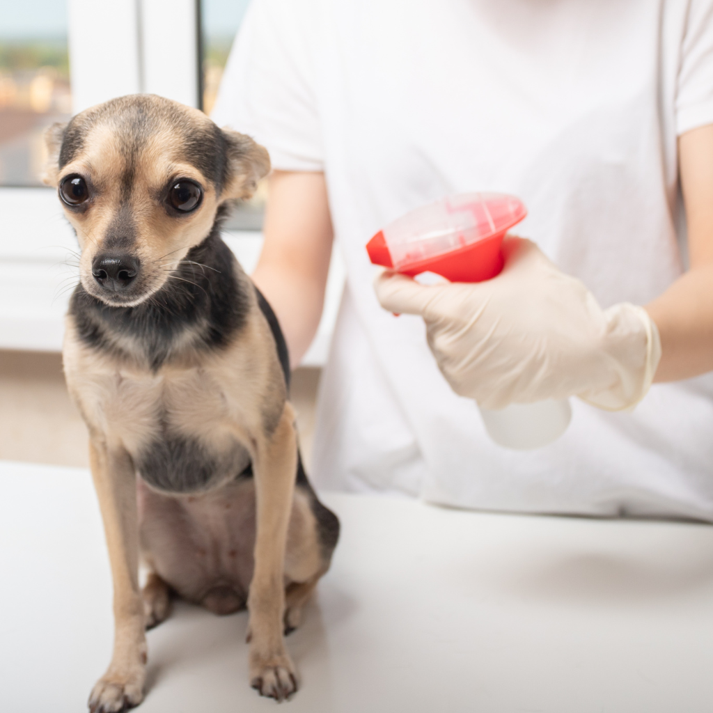 prevenir pulgas e carrapatos em cães